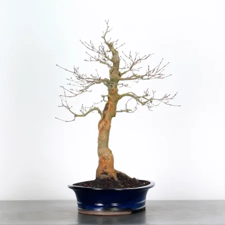 image supplémentaire - ÉRABLE ROUGE DU JAPON "ACER...