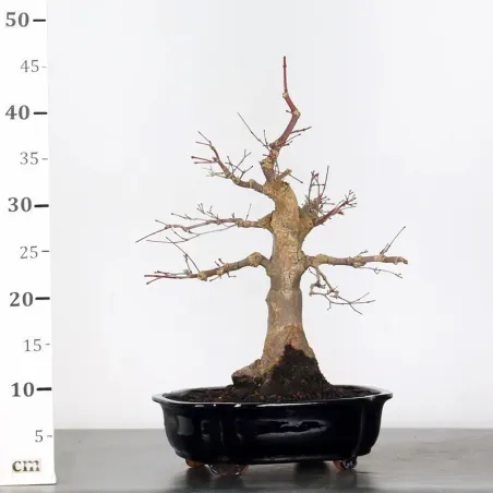 image supplémentaire - JAPANESE RED MAPLE "ACER...