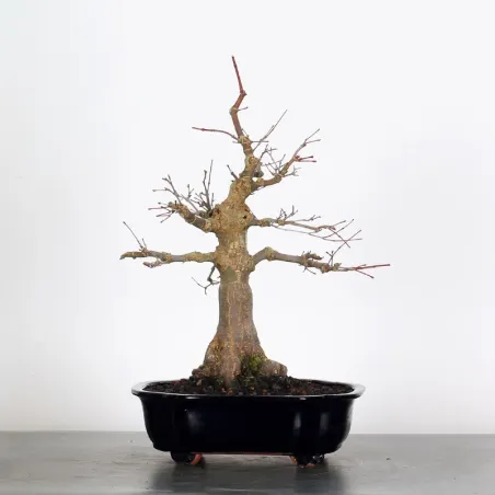 JAPANESE RED MAPLE "ACER DESHOJO" 1-18