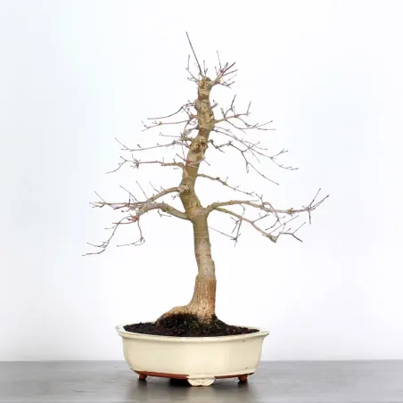 JAPANESE RED MAPLE "ACER DESHOJO" 1-19