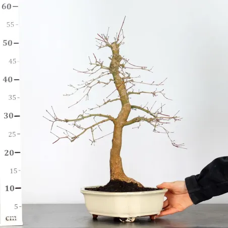 image supplémentaire - JAPANESE RED MAPLE "ACER...