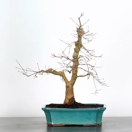 JAPANESE RED MAPLE "ACER DESHOJO" 1-20