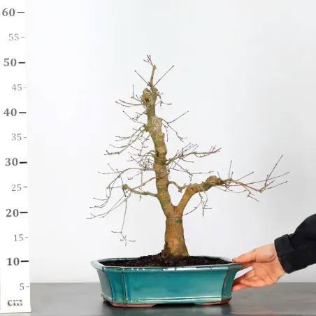 image supplémentaire - JAPANESE RED MAPLE "ACER...