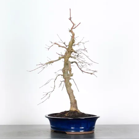 image supplémentaire - JAPANESE RED MAPLE "ACER...