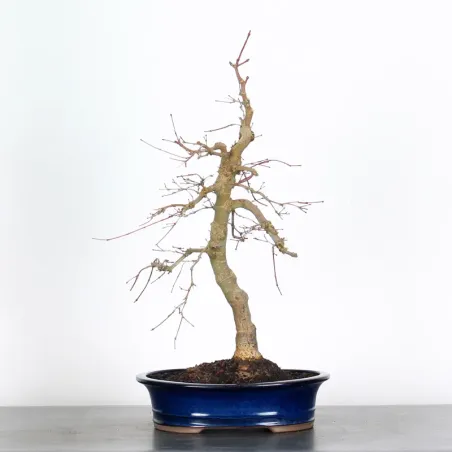 Palmatum Deshojo Maple Bonsai AD-2-1