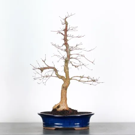 JAPANESE RED MAPLE "ACER DESHOJO" 2-3