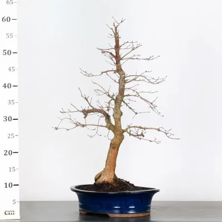 image supplémentaire - JAPANESE RED MAPLE "ACER...