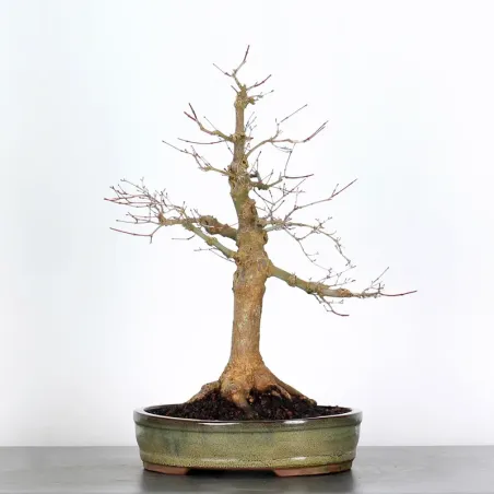 Bonsai Acer Deshojo AD-2-4