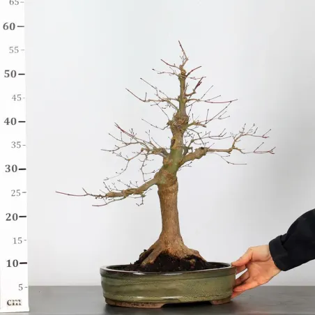 image supplémentaire - ÉRABLE ROUGE DU JAPON "ACER...