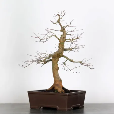 Bonsai Acer Deshojo AD-2-5