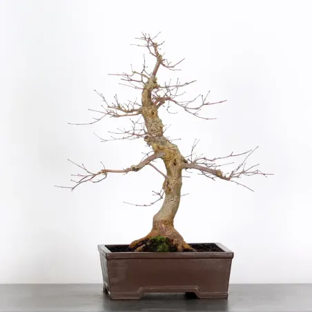 image supplémentaire - ÉRABLE ROUGE DU JAPON "ACER...