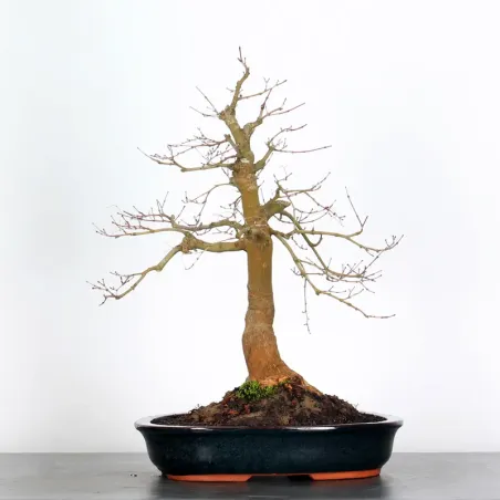 Bonsai Acer Deshojo AD-2-6