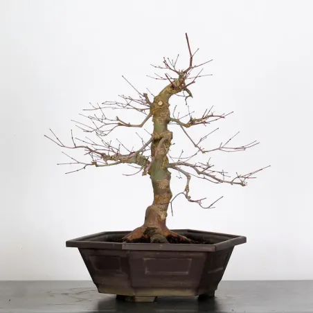 Bonsai Acer Deshojo AD-2-7