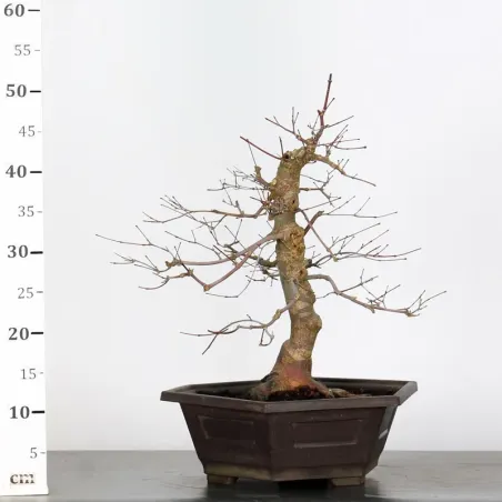 image supplémentaire - JAPANESE RED MAPLE "ACER...