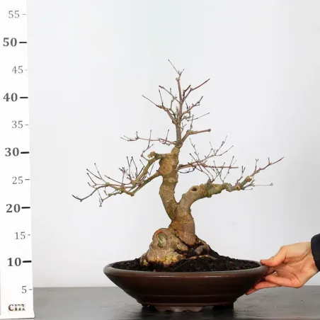 image supplémentaire - JAPANESE RED MAPLE "ACER...