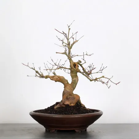 Bonsai Acer Deshojo AD-2-9