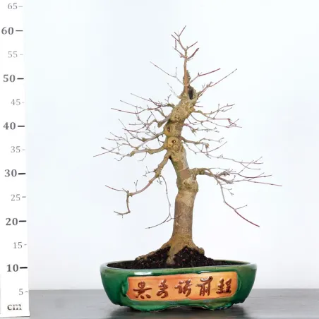 image supplémentaire - JAPANESE RED MAPLE "ACER...