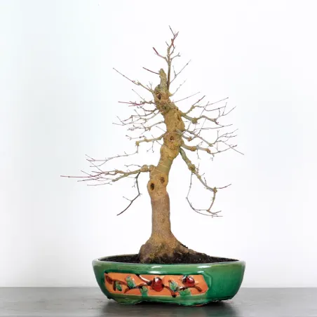 JAPANESE RED MAPLE "ACER DESHOJO" 2-10