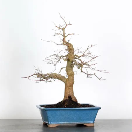 JAPANESE RED MAPLE "ACER DESHOJO" 2-11