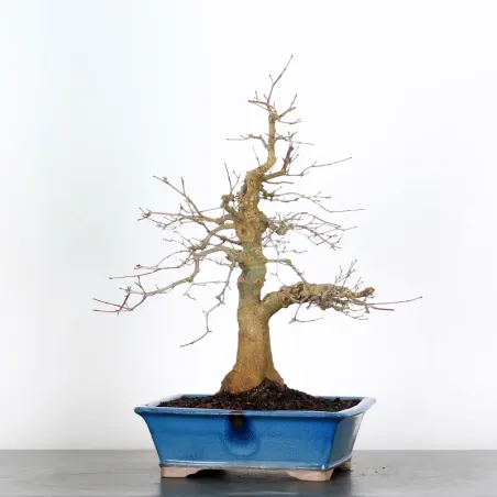 image supplémentaire - JAPANESE RED MAPLE "ACER...