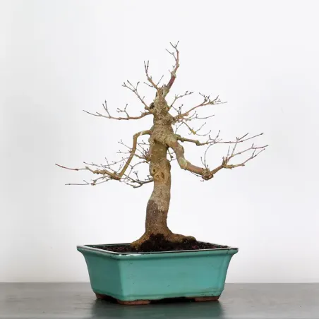 JAPANESE RED MAPLE "ACER DESHOJO" 2-12