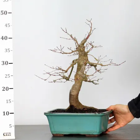 image supplémentaire - JAPANESE RED MAPLE "ACER...