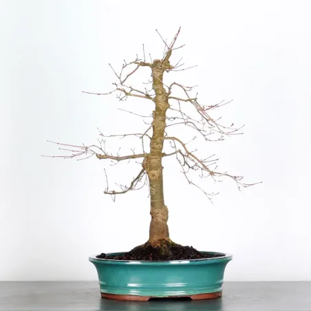 JAPANESE RED MAPLE "ACER DESHOJO" 2-14