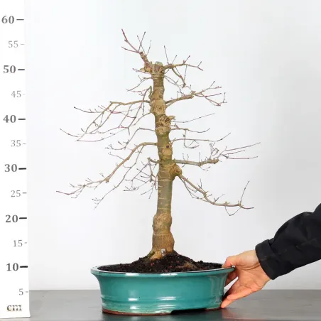 image supplémentaire - JAPANESE RED MAPLE "ACER...