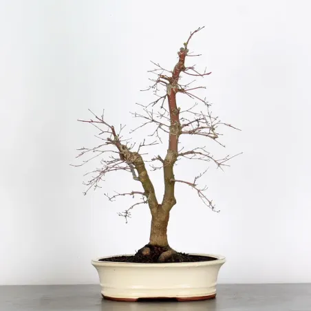 ÉRABLE ROUGE DU JAPON "ACER DESHOJO" 2-15