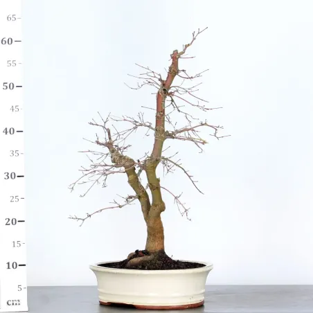 image supplémentaire - JAPANESE RED MAPLE "ACER...