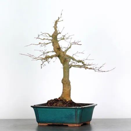 JAPANESE RED MAPLE "ACER DESHOJO" 2-16