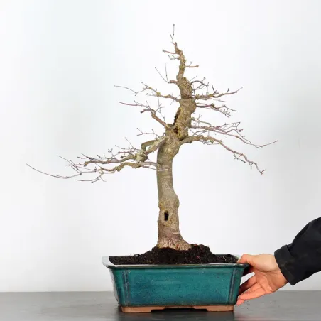 image supplémentaire - ÉRABLE ROUGE DU JAPON "ACER...