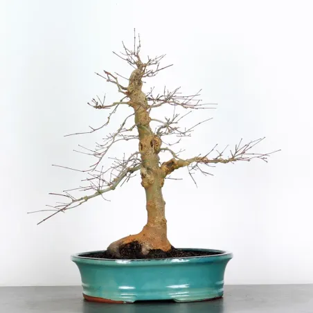 JAPANESE RED MAPLE "ACER DESHOJO" 2-17