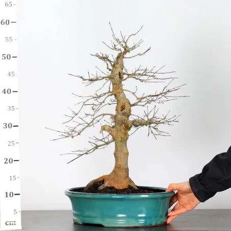 image supplémentaire - ÉRABLE ROUGE DU JAPON "ACER...