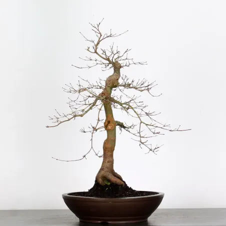 JAPANESE RED MAPLE "ACER DESHOJO" 2-18