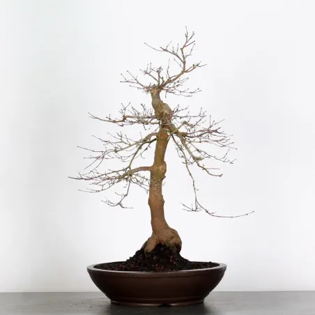 image supplémentaire - JAPANESE RED MAPLE "ACER...