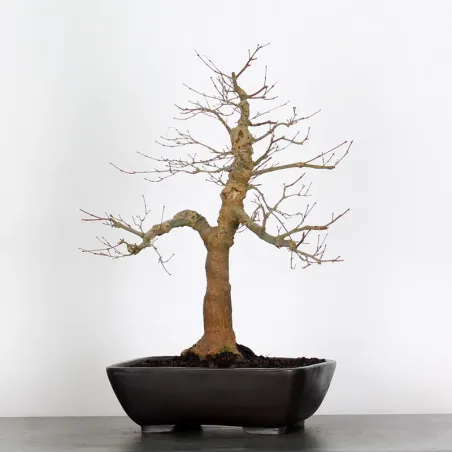 Bonsai Erable Palmatum Deshojo AD-3-2