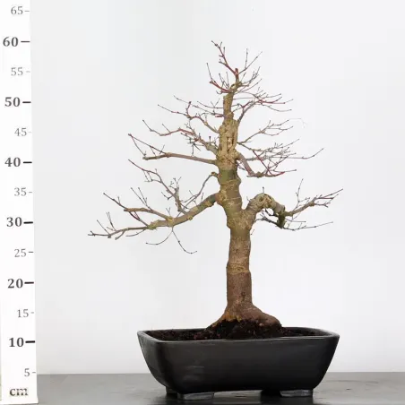 image supplémentaire - ÉRABLE ROUGE DU JAPON "ACER...