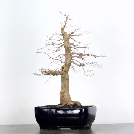 image supplémentaire - JAPANESE RED MAPLE "ACER...