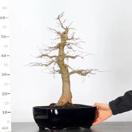 Bonsai Acer Deshojo AD-3-4