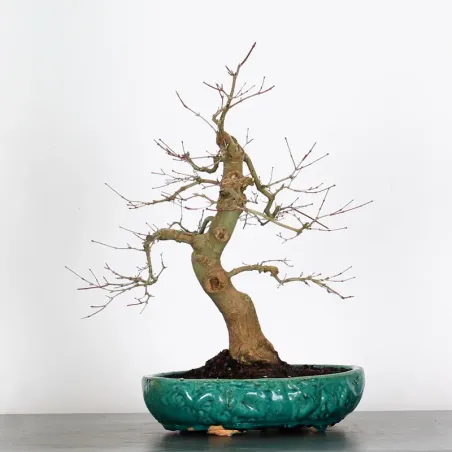 Bonsai Acer Deshojo AD-3-5