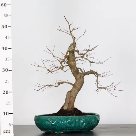 image supplémentaire - JAPANESE RED MAPLE "ACER...