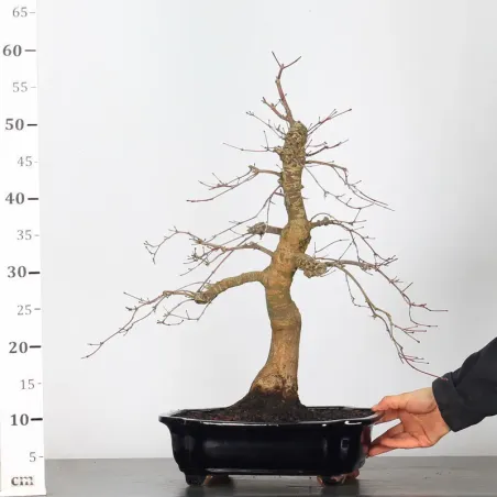 image supplémentaire - JAPANESE RED MAPLE "ACER...