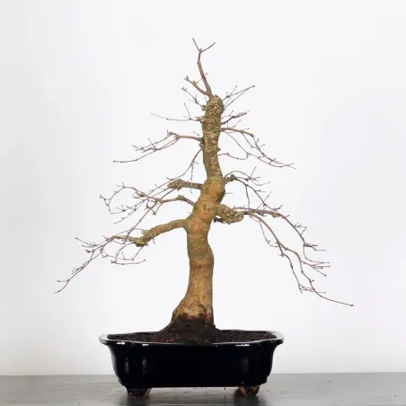 JAPANESE RED MAPLE "ACER DESHOJO" 3-6