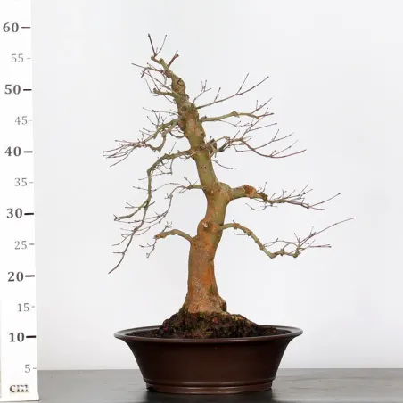 image supplémentaire - JAPANESE RED MAPLE "ACER...