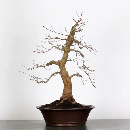 Bonsai Acer Deshojo AD-3-9