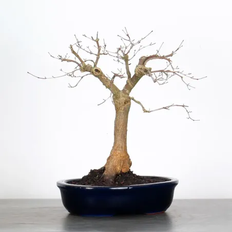 ÉRABLE ROUGE DU JAPON "ACER DESHOJO" 3-9