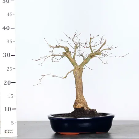 image supplémentaire - JAPANESE RED MAPLE "ACER...