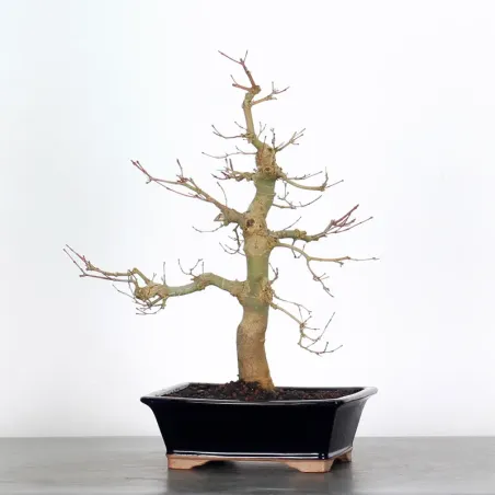 ÉRABLE ROUGE DU JAPON "ACER DESHOJO"  3-10