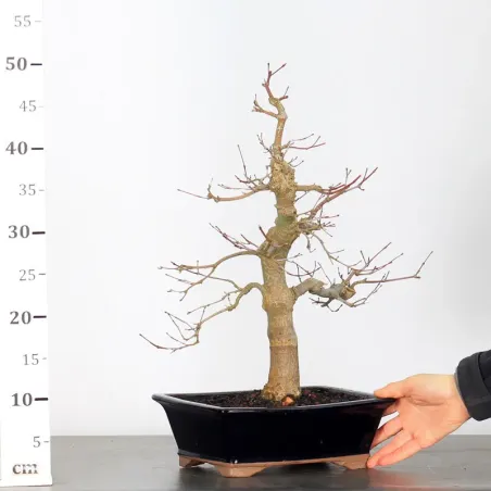 image supplémentaire - JAPANESE RED MAPLE "ACER...